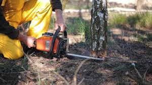 How Our Tree Care Process Works  in  Burke, VA