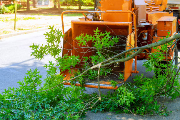 Trusted Burke, VA Tree Services Experts