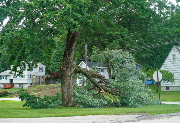  Burke, VA Tree Services Pros